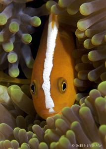 "Skunk Anemonefish" by Debi Henshaw 
